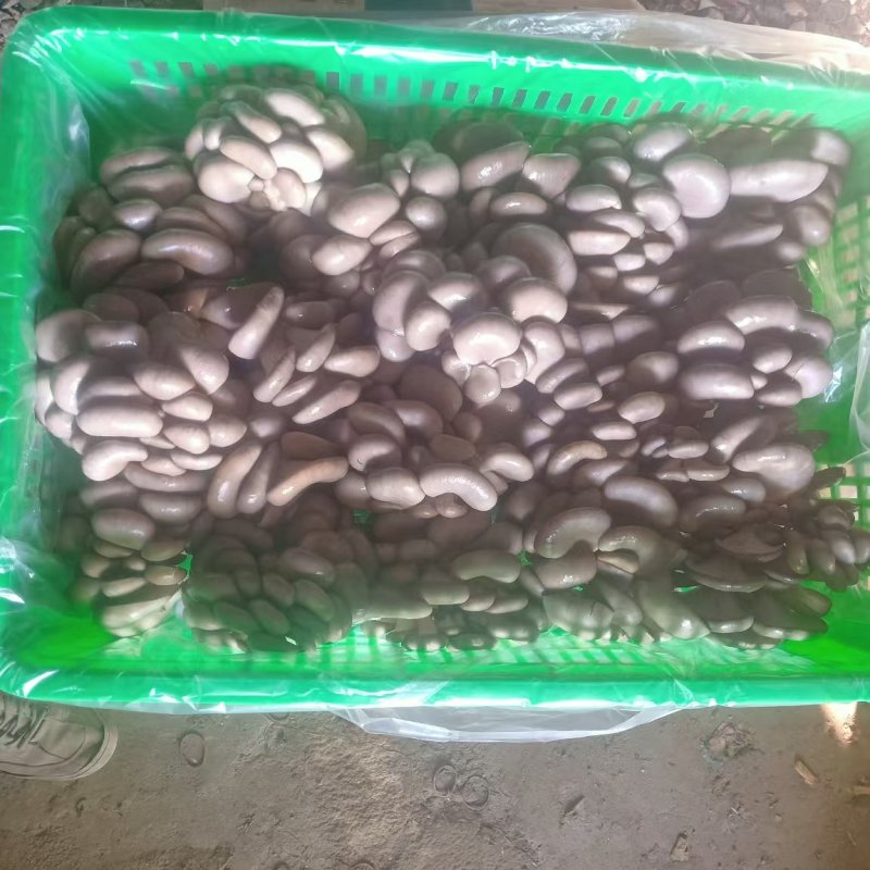 鲜平菇产地直发，货源充足，全国发货