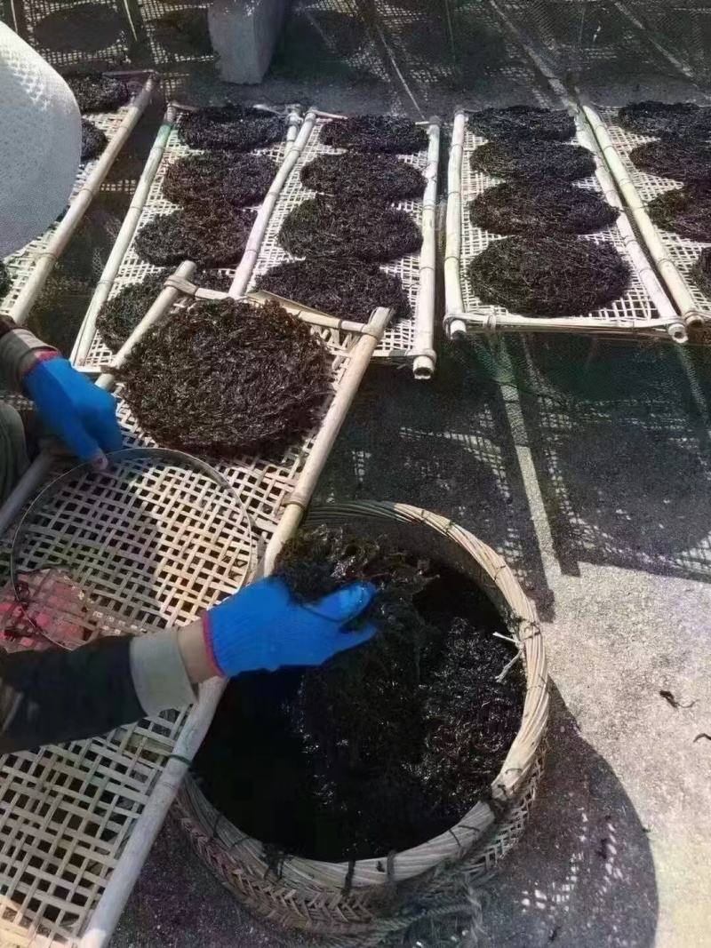 紫菜，头水紫菜，大量供应一首货源，欢迎来电