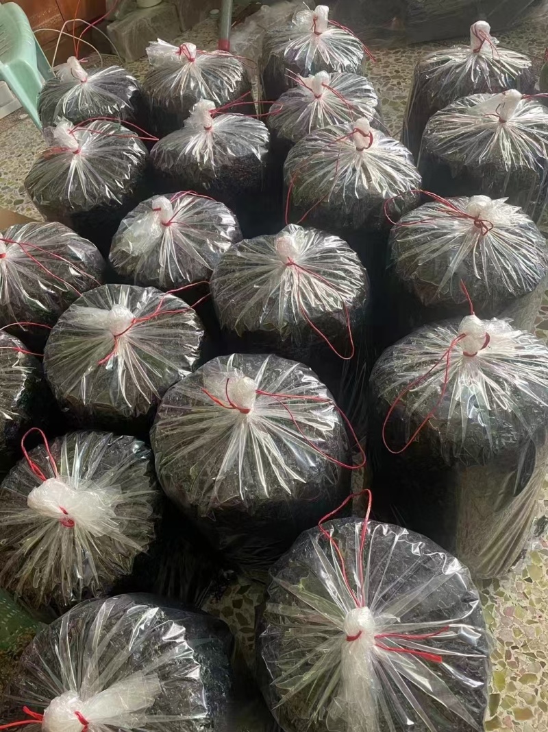 紫菜，头水紫菜，大量供应一首货源，欢迎来电