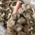 鹿茸菇，菌菇，大量有货，一手货源，大量上市，欢迎来电