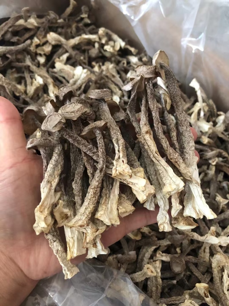 鹿茸菇，菌菇，大量有货，一手货源，大量上市，欢迎来电