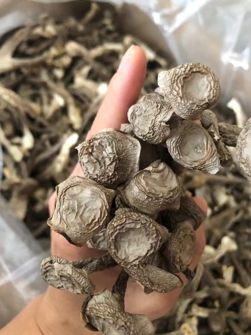 鹿茸菇，菌菇，大量有货，一手货源，大量上市，欢迎来电