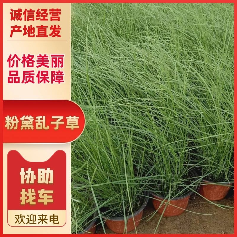 粉黛乱子草