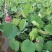鲜荷花大量供应一手货源品质保证量欢迎咨询