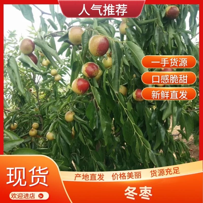 【精品】河北黄骅冬枣产地发货供应市场电商保质保量甜度高