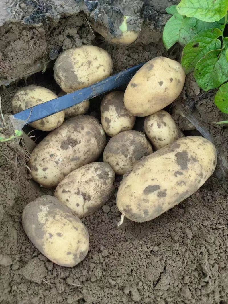 沃土5号土豆大量供应产地一手货源代发全国