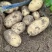 沃土5号土豆大量供应产地一手货源代发全国