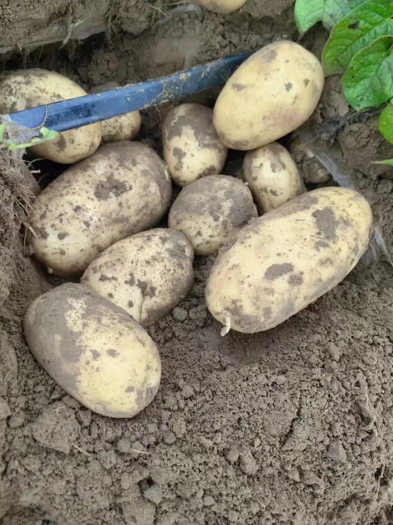 沃土5号土豆大量供应产地一手货源代发全国