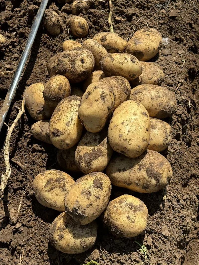 沃土5号土豆大量供应产地一手货源代发全国