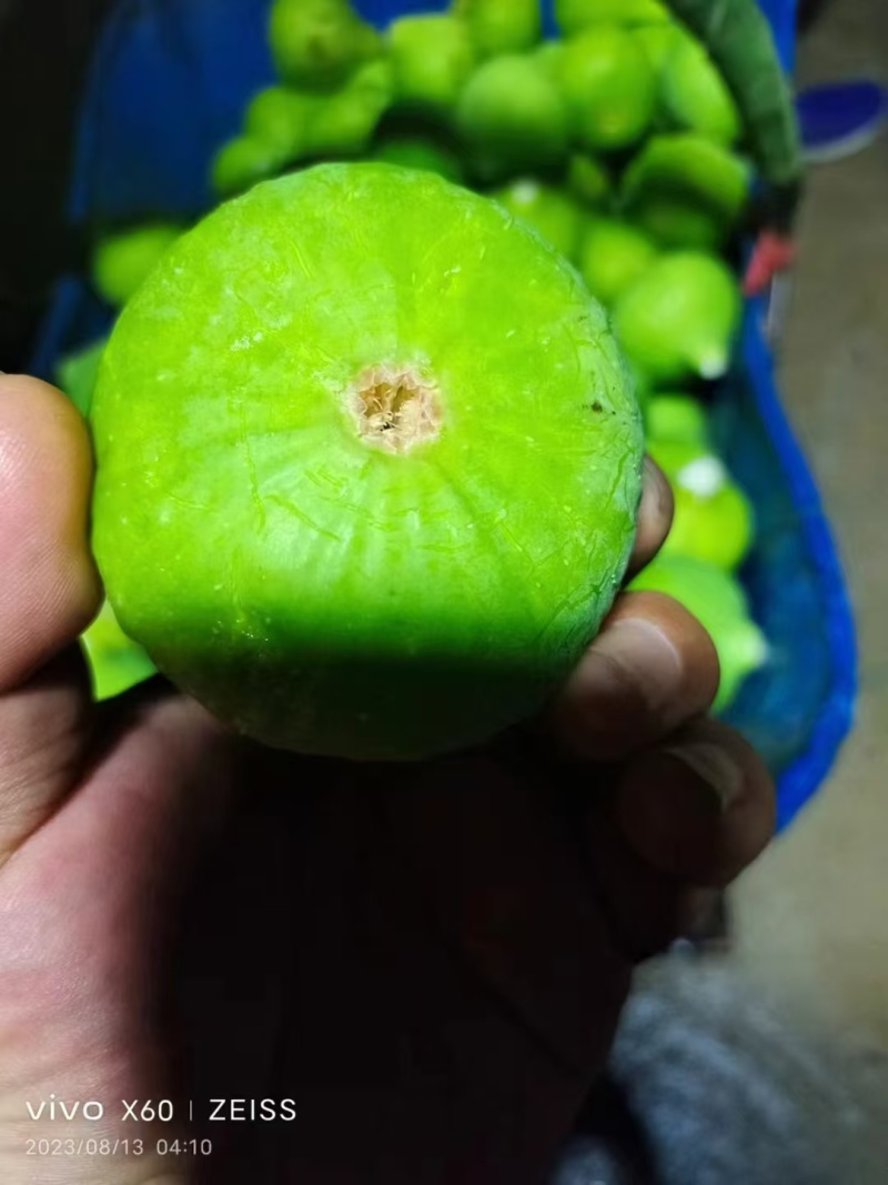 威海无花果冻果，冻无花果，品质保证，量大从优，欢迎来电