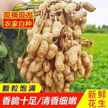 鲜花生，精品大白鲨系列鲜花，基地直供，现采现卖，质量保证