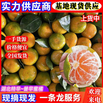精选湖北《高山蜜橘》/基地直供/现摘现发/早熟蜜橘~蜜桔