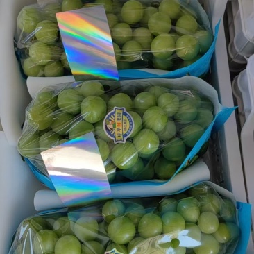 陕西渭南阳光玫瑰葡萄