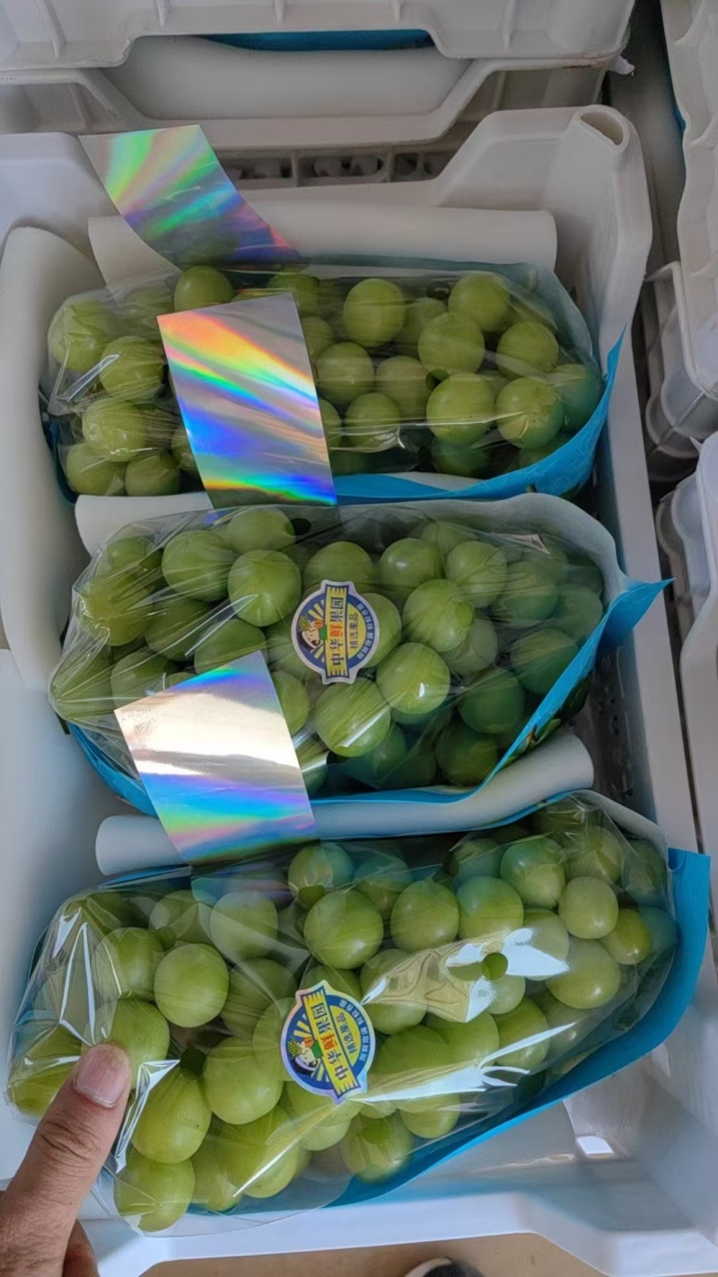 陕西渭南阳光玫瑰葡萄