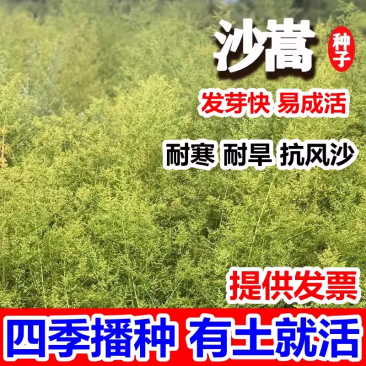 沙蒿种子水土保持防沙固沙固土护坡荒漠植被恢复牧草籽野生草
