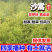 沙蒿种子水土保持防沙固沙固土护坡荒漠植被恢复牧草籽野生草