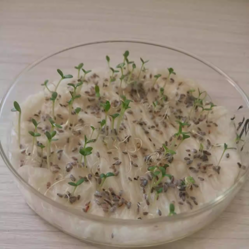 沙蒿种子水土保持防沙固沙固土护坡荒漠植被恢复牧草籽野生草