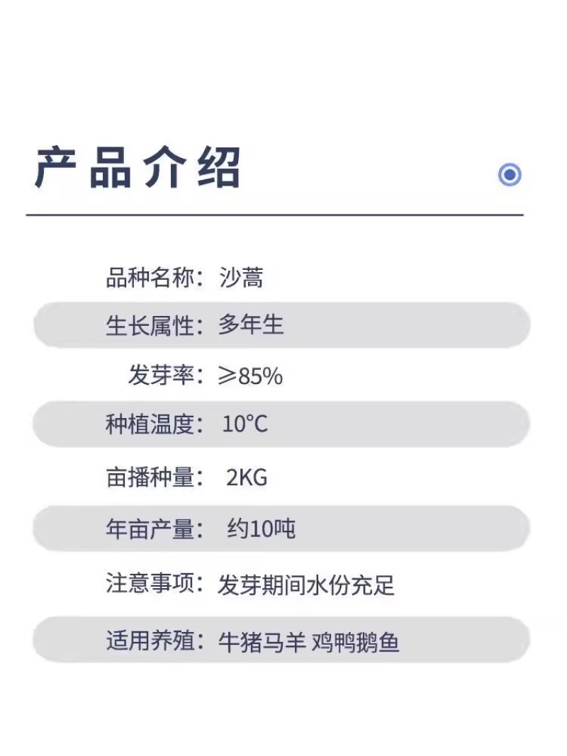 沙蒿种子水土保持防沙固沙固土护坡荒漠植被恢复牧草籽野生草