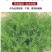 沙蒿种子水土保持防沙固沙固土护坡荒漠植被恢复牧草籽野生草