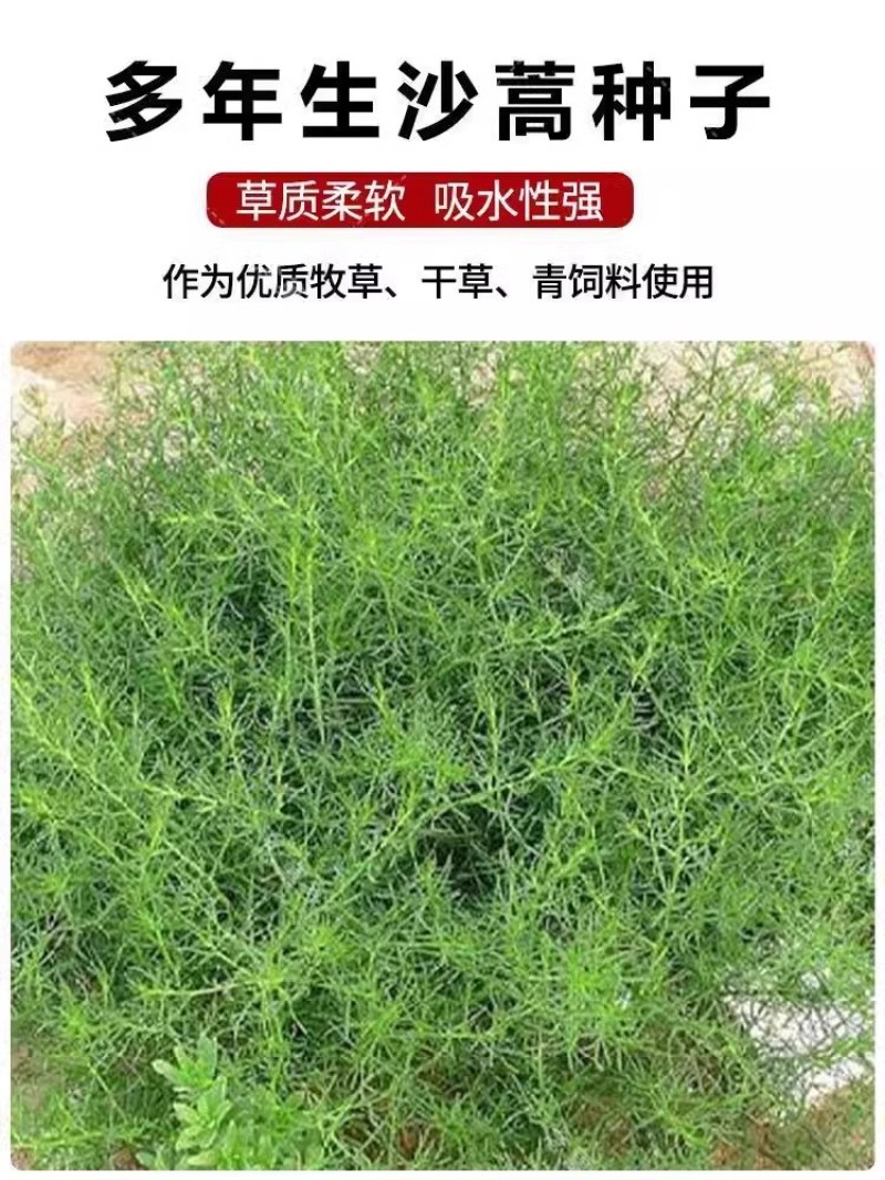 沙蒿种子水土保持防沙固沙固土护坡荒漠植被恢复牧草籽野生草