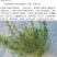 沙蒿种子水土保持防沙固沙固土护坡荒漠植被恢复牧草籽野生草