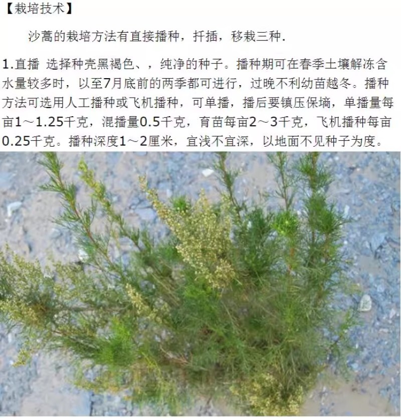 沙蒿种子水土保持防沙固沙固土护坡荒漠植被恢复牧草籽野生草
