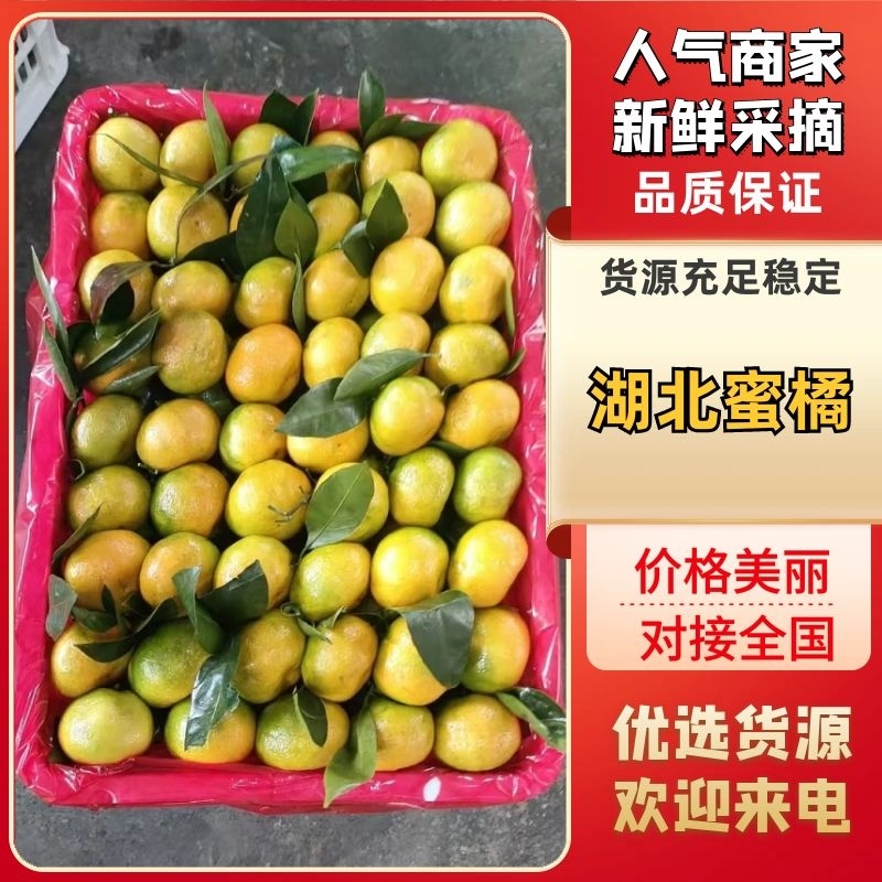 蜜橘早熟柑桔大量上市，果园看货，支持视频看货欢迎联系