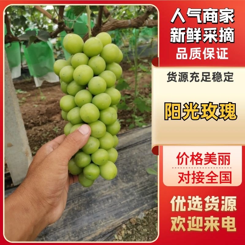 阳光玫瑰河北阳光玫瑰大量供应中现摘现发颗粒大品质保障