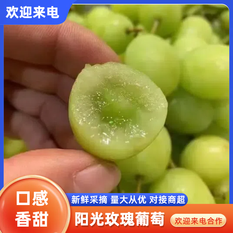河北阳光玫瑰河北葡萄一手货源供应电商市场社区团购