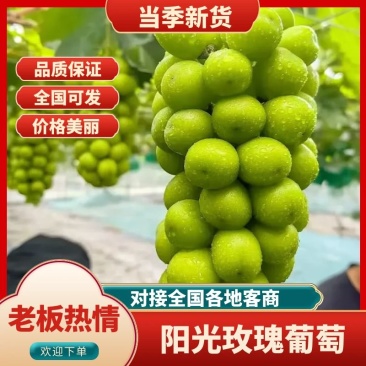 阳光玫瑰河北省阳光玫瑰串形好口感好大量上市对接全国