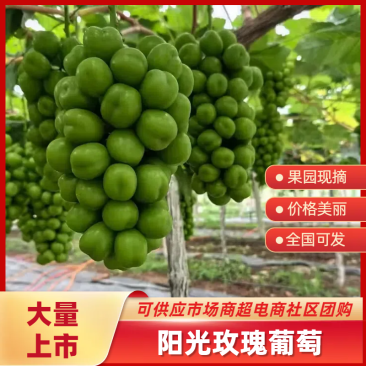 精品阳光玫瑰葡萄河北省阳光玫瑰串形好口感好大量上市