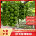 精品阳光玫瑰葡萄河北省阳光玫瑰串形好口感好大量上市