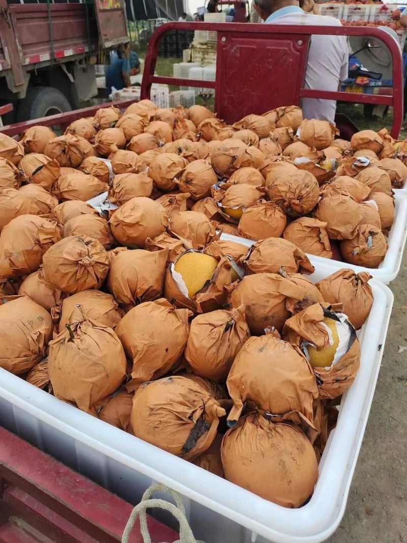 【实力】秋月梨砀山新鲜梨子产地直发一手货源