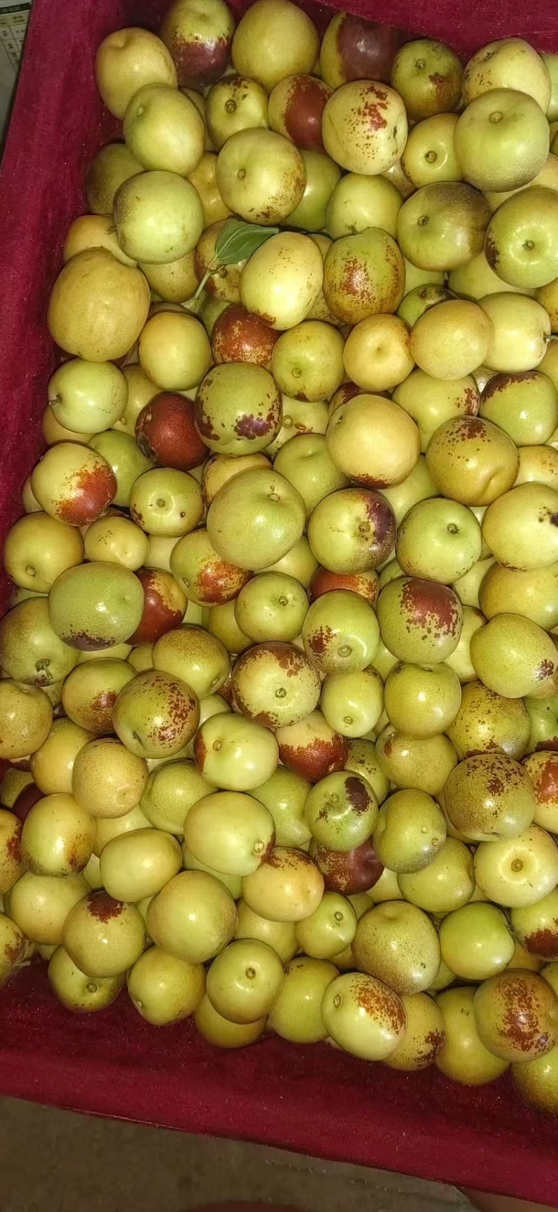 冬枣鲜枣基地供应量大质优一手货源欢迎咨询采购