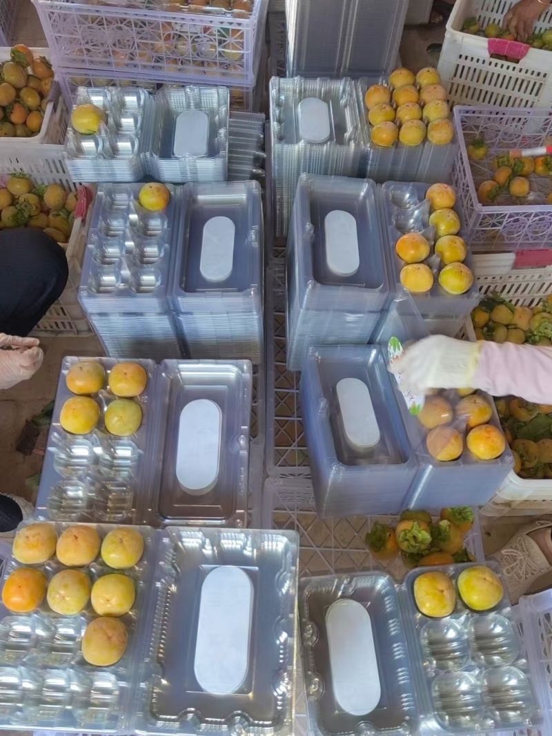 七月黄柿子基地供应一手货源量大质优价优支持视频看货
