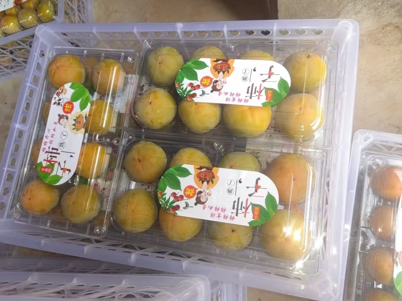 七月黄柿子基地供应一手货源量大质优价优支持视频看货
