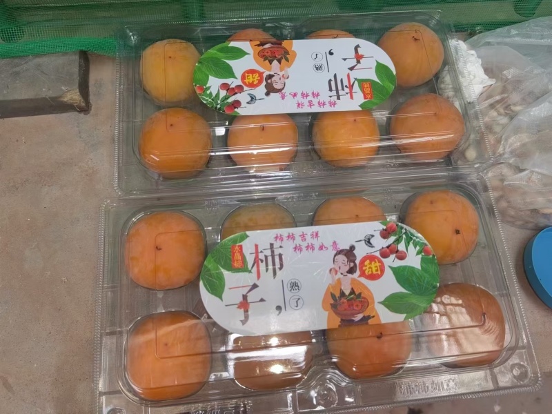 七月黄柿子基地供应一手货源量大质优价优支持视频看货