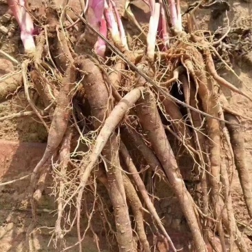 白芍种苗，保证成活率，免费提供种植技术，加工回收