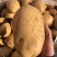 精品实验1号土豆皮黄型好产地直供新鲜批发价代收全国市场