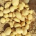 沃土土豆沃土五号内蒙古土豆量大价优规格齐全稳定供货