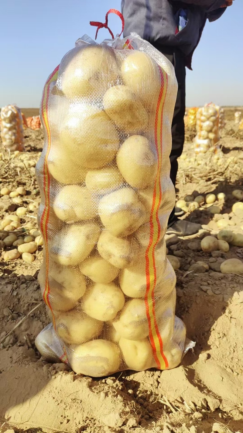 沃土土豆沃土五号内蒙古土豆量大价优规格齐全稳定供货