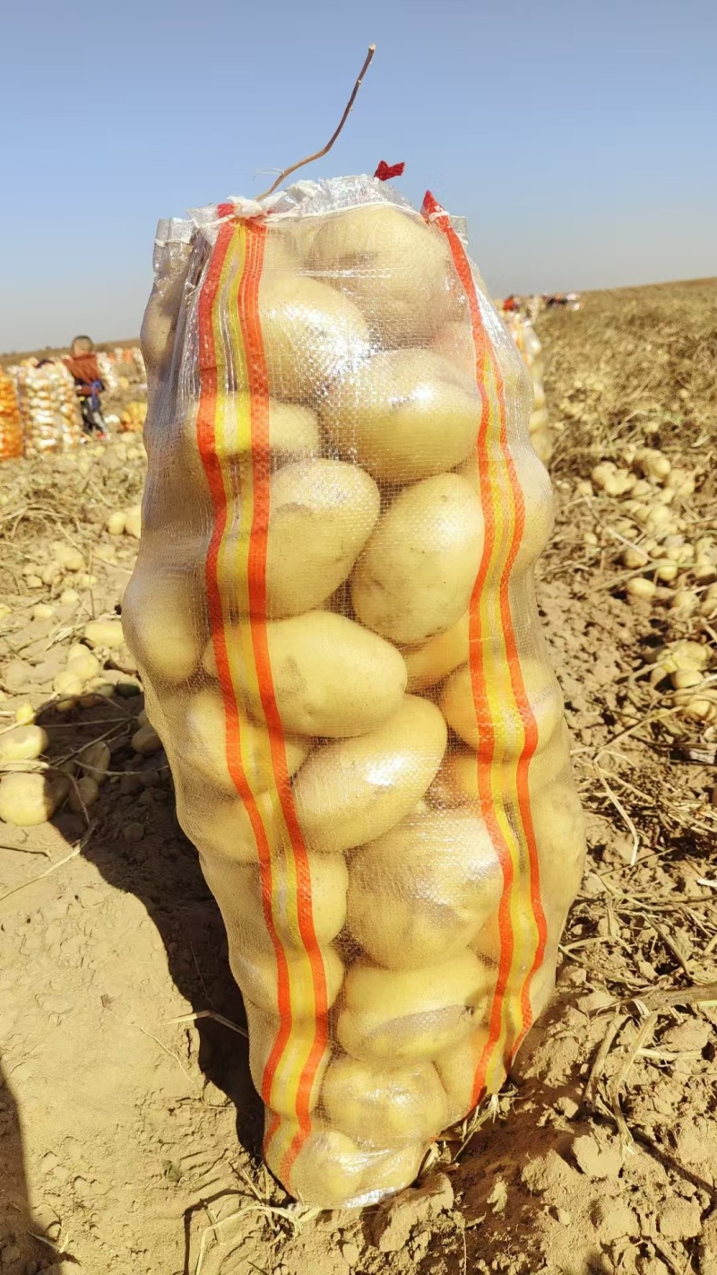 沃土土豆沃土五号内蒙古土豆量大价优规格齐全稳定供货