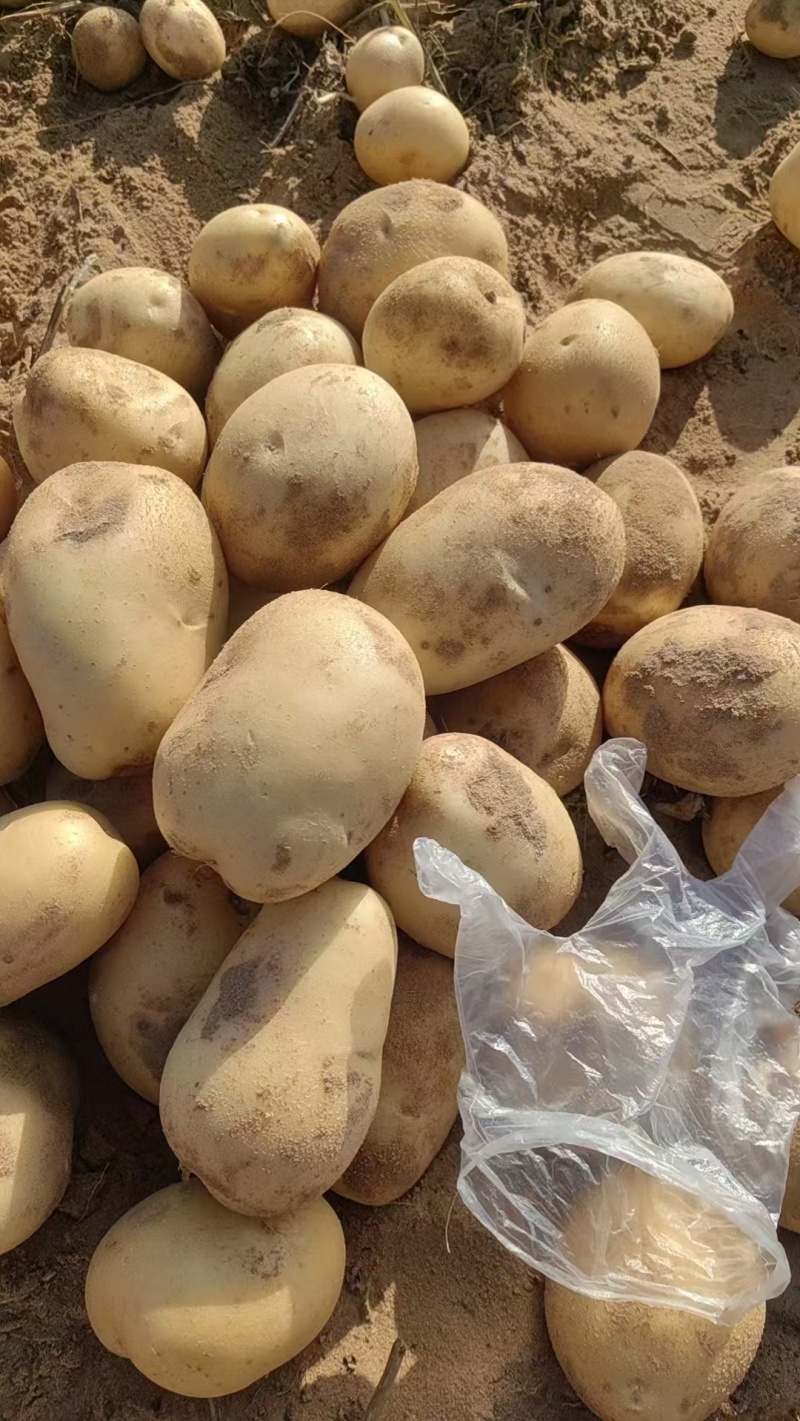 沃土土豆沃土五号内蒙古土豆量大价优规格齐全稳定供货