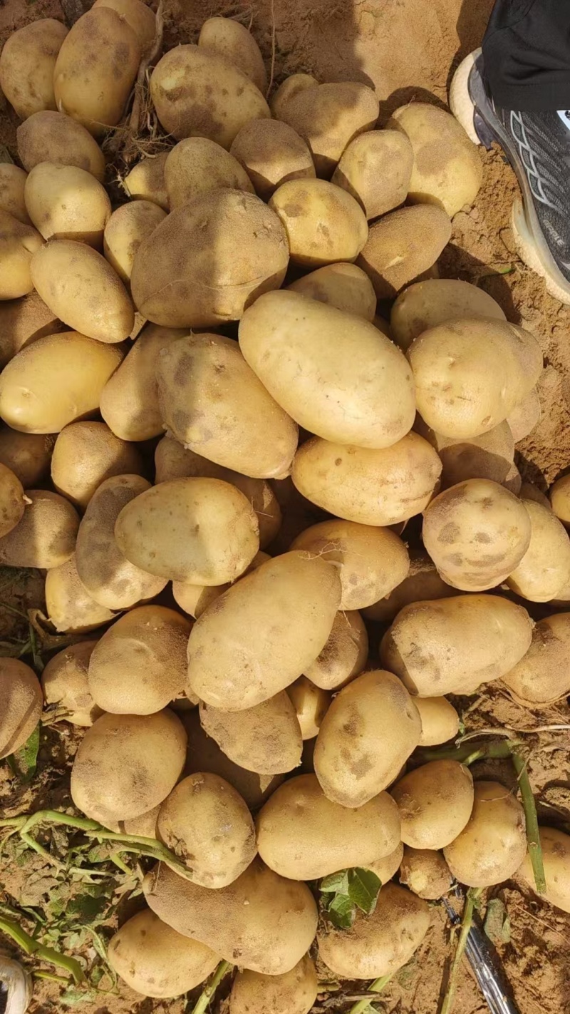 沃土土豆沃土五号内蒙古土豆量大价优规格齐全稳定供货