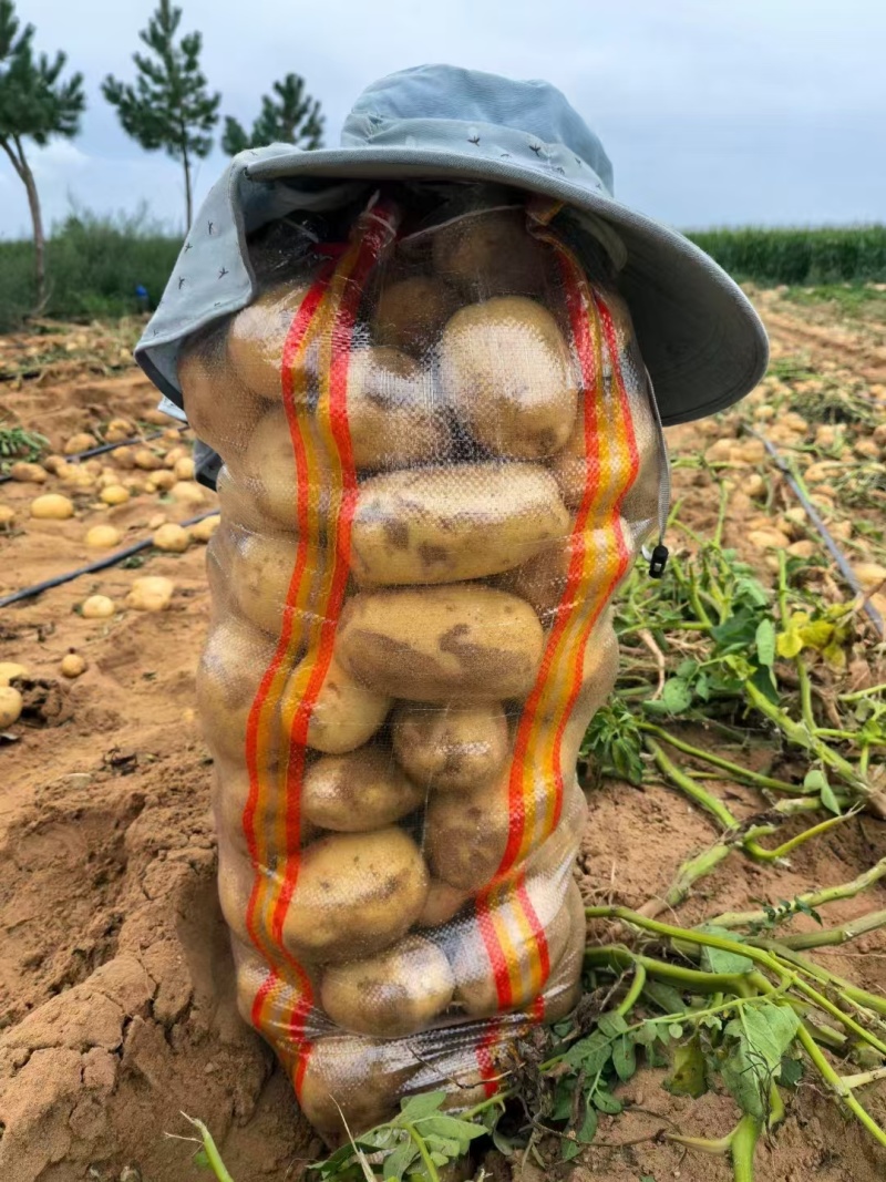 沃土土豆沃土五号内蒙古土豆量大价优规格齐全稳定供货