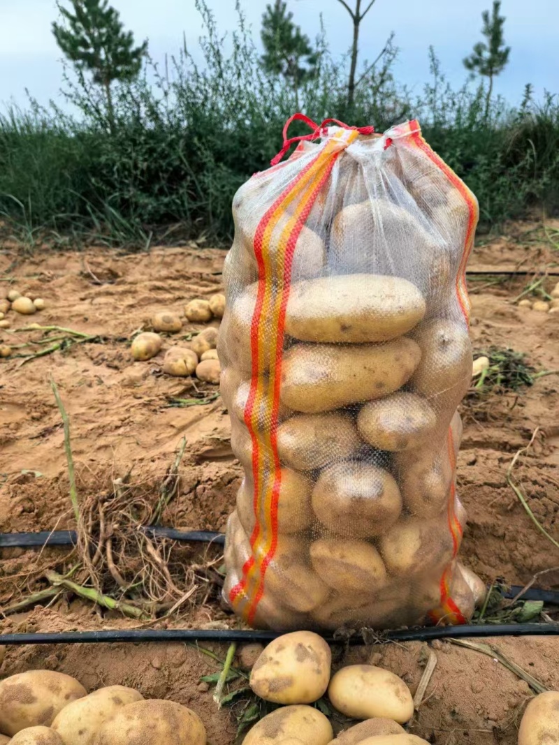 沃土土豆沃土五号内蒙古土豆量大价优规格齐全稳定供货