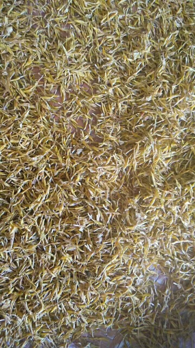 素馨花中药材别名:素英耶悉茗花野悉蜜基地供货量大价优