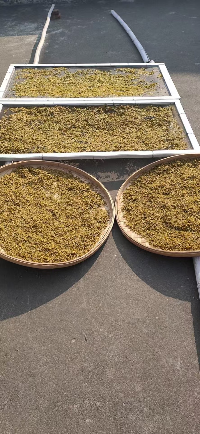 素馨花中药材别名:素英耶悉茗花野悉蜜基地供货量大价优
