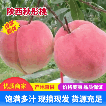 【精品】陕西秋彤桃大量上市产地直发品质保障欢迎咨询