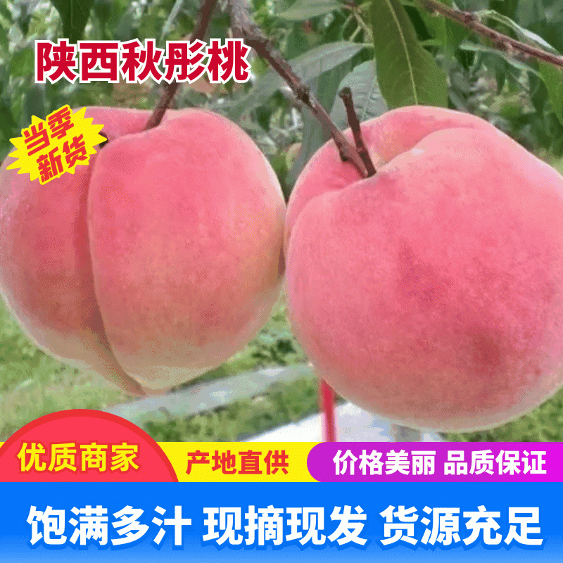 【精品】陕西秋彤桃大量上市产地直发品质保障欢迎咨询